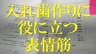 入れ歯造りに役に立つ表情筋　（参考図書：学生のための解剖・組織・発生学）群馬県太田市