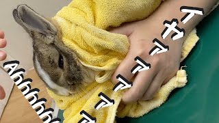 【うさぎ】健康診断と育て方のトリビア Rabbit medical exam \u0026 growing trivia [#39]