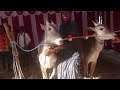 young milk teeth hallikar ox pair of farmer puttaswamy nanjanagudu taluk in mudukuthore jhatre