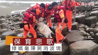 保育憾事…綠蠵龜陳屍消波塊 (海巡署中部分署第三岸巡隊提供)