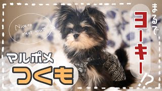 【犬】まるでヨーキーみたいなマルポメをお迎えしてみた！　/ I welcomed a yorkie looking dog into my home!