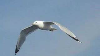 Seagull in flight follow-cam