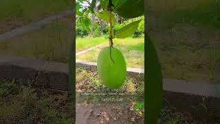 Sale: Rare Kuthagar Mango Plant | Exotic Variety | Native Indian Breed | நாட்டு ரக குதாகர் மாம்பழம்