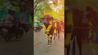 Karuppan Beast Mode💯| Kangayam Giant Bull🔥| #jallikattukaalai #salem #shorts #viral