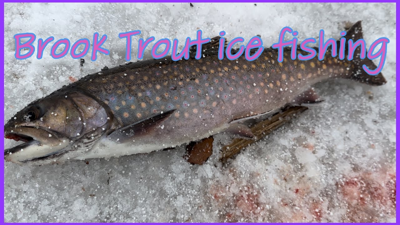 Brook Trout Ice Fishing - YouTube