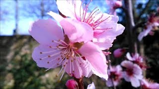 欣赏梅花飘香 Appreciate the Fragrance of Plum Blossoms