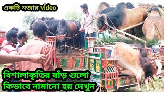 হাটে এই বিশালাকার ষাঁড় গরু গুলো কিভাবে গাড়ি থেকে  নামায় দেখুন|একটি মজার ভিডিও উপভোগ করুন|