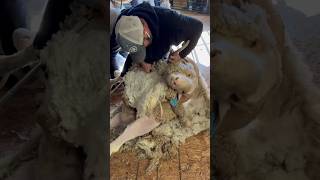 Rambouillet 🐏 Ram Shearing (full vid link in comments)