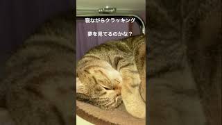 夢をみてる？寝ながらクラッキングする猫#クラッキング