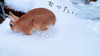 初めて雪の上を歩いたうさぎの反応　#945