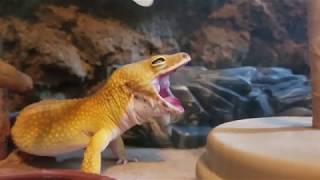 Persimmon the leopard gecko yawning