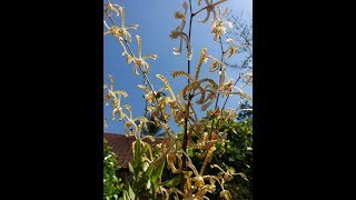 Re bloom! Arachnis flosaeris - scorpion orchid - How to care for Arachnis