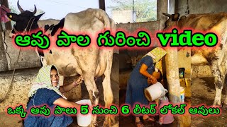 #ఈ #ఆవు  పాల గురించి videoఒక్క ఆవు పాలు 5 నుంచి 6 లీటర్ లోకల్ ఆవులు