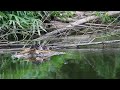 little grebe feeding babies vs. light vented bulbul 小鷿鷈育雛vs.白頭翁