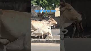 #animals #पशु #cow मां का प्यार