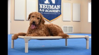Lily (Goldendoodle) Boot Camp Dog Training Video Demonstration