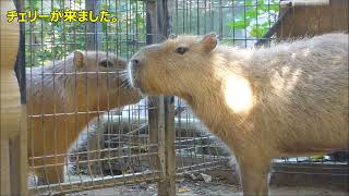 2022 11月上旬　ピースとチェリーの面会　～大宮公園小動物園のカピバラ～