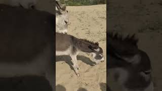 Donkey Mating Animalinteractions Animals Animalintelligence Animaldocumentary Horse