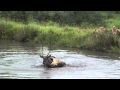 Lions swim to get a meal