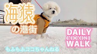 ビションフリーゼ  ココちゃん！今日は新潟の海猿のお話#ビションフリーゼ #海猿#bichon