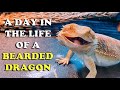 A DAY IN THE LIFE OF A BEARDED DRAGON!! | KRISTEN AND KIRBY