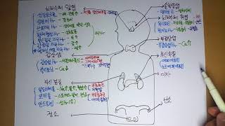 해부생리학 9-3 내분비계 뇌하수체 이외 Hr by learning mate