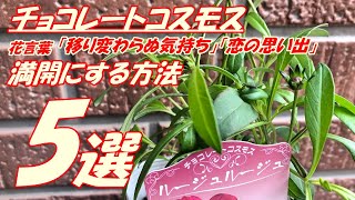 【花】チョコレートコスモスの育て方・植え付け