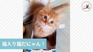 いい箱をみつけたにゃん！😽【PECO TV】