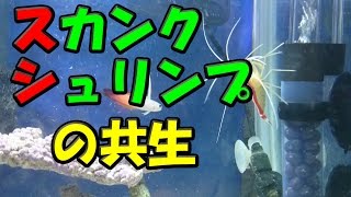 [スカンクシュリンプとアカネ] が共生しています♡ (76)