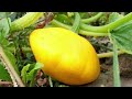 மாடித்தோட்டம் தொடங்குவதற்க்கு முன் இத பாருங்க terrace garden mistakes gardening tips tamil