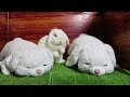 我が家の可愛い3羽の白ロップ💓our three cute white lops💓