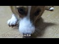 歯磨きガムを初めてもらうコーギー with pembroke welsh corgi