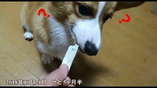 歯磨きガムを初めてもらうコーギー - with Pembroke Welsh Corgi