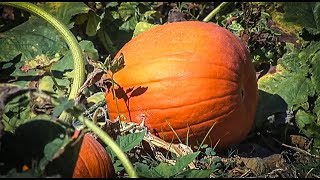 Why Are Americans Obsessed With Pumpkins