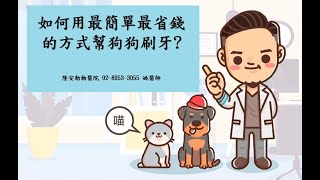 如何用最簡單最省錢的方式幫狗狗刷牙?