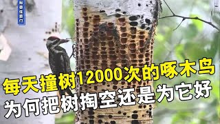 啄木鸟每天撞树12000次，把树掏空还为它好，啄木鸟是庸医？【科普任意门】