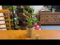 またまたdaisoで開発！よく余っているあの植物が驚きの｡｡