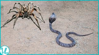 This Is How Spiders Hunt Snakes for Dinner | Spider Vs Snake