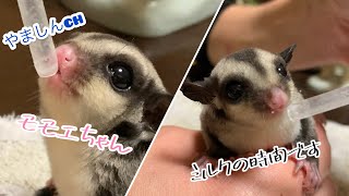 【フクロモモンガ】モモエのミルクの時間😊　#フクロモモンガ#小動物#可愛い#赤ちゃん