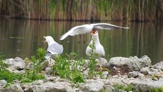 低空飛行でキアシセグロカモメを威嚇するユリカモメ　Yellow-legged Gull,Black-headed Gull　2016 0525