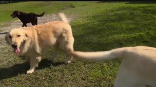 Fire safety includes a plan for pets