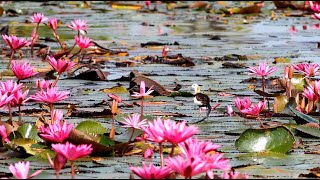 Colorful birds in the sky (Muôn sắc Chim trời)