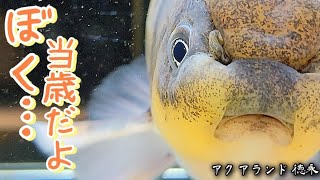 【金魚】私達を待っていたんでしょ⁉️ここは夢の島アクアランド徳永…金魚に会いたいなら‼️‼️ここでっせ‼️‼️