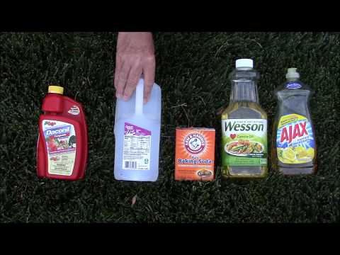 How To Cure Powdery Mildew How To Cure Powdery Mildew