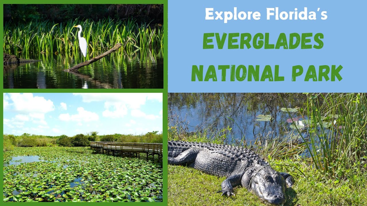 Explore Florida S Everglades National Park Fun Educational Video For