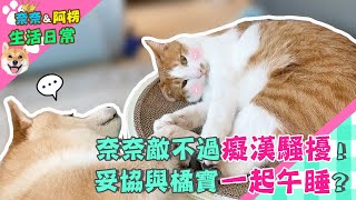 奈奈敵不過癡漢騷擾?最後還一起睡午覺?【奈奈日常】