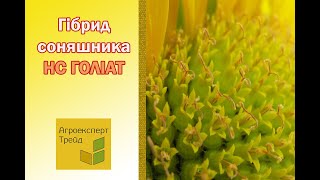 Соняшник НС Голіат 🌻, опис гібриду 🌻 - насіння в Україні