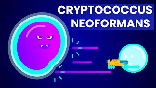 Cryptococcus neoformans (And how it affects HIV/AIDS patients)