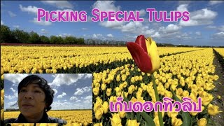 เก็บดอกทิวทิปที่เป็นไวรัส | Picking Special Tulips | 21 - 05 - 2021