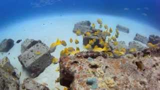 まったりダイビング in 渡嘉敷島♪ HD